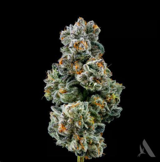 Photograph of product: Capy | Pre-Pack | 3.5g | 00592