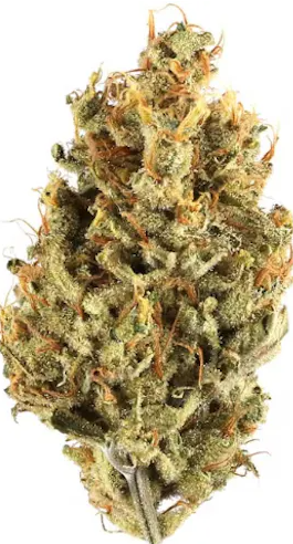 Photograph of product: Common Citizen - G13 - 28g