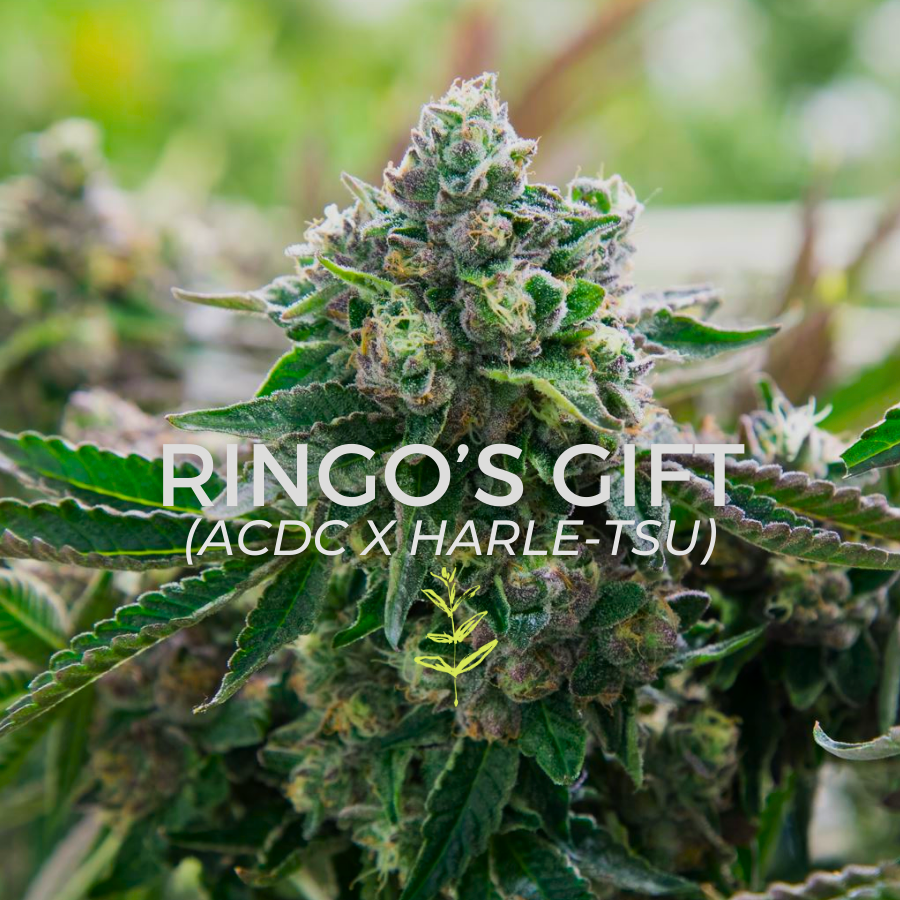 Photograph of product: Ringo's Gift - 2g