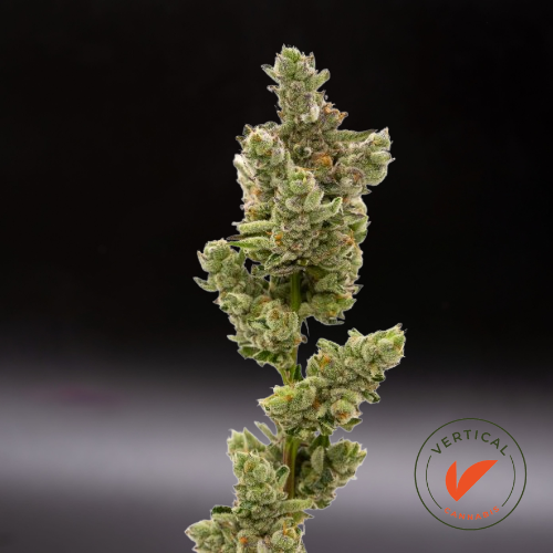 Photograph of product: VERTICAL - SCARLETT SPARKLE 3.5G HYBRID