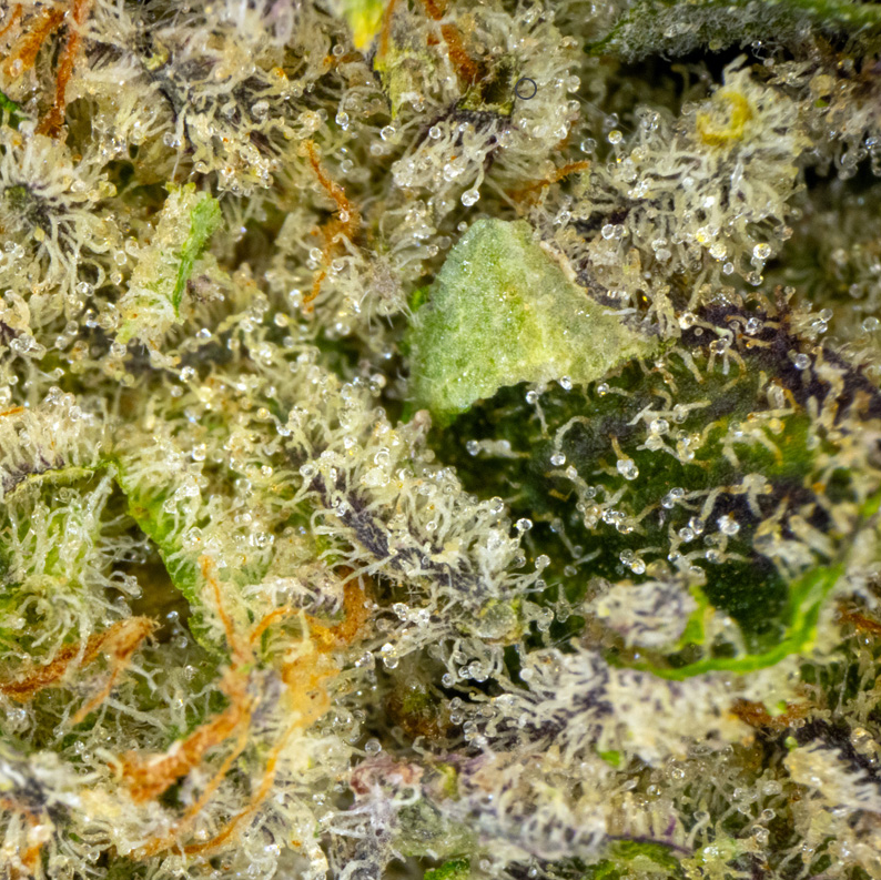 Photograph of product: Flower - Aeriz - Chem Berry (SH) - 3.5g