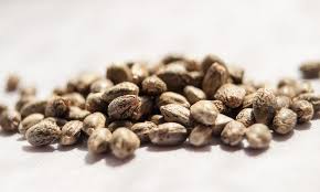 Photograph of product: 5 pack seeds