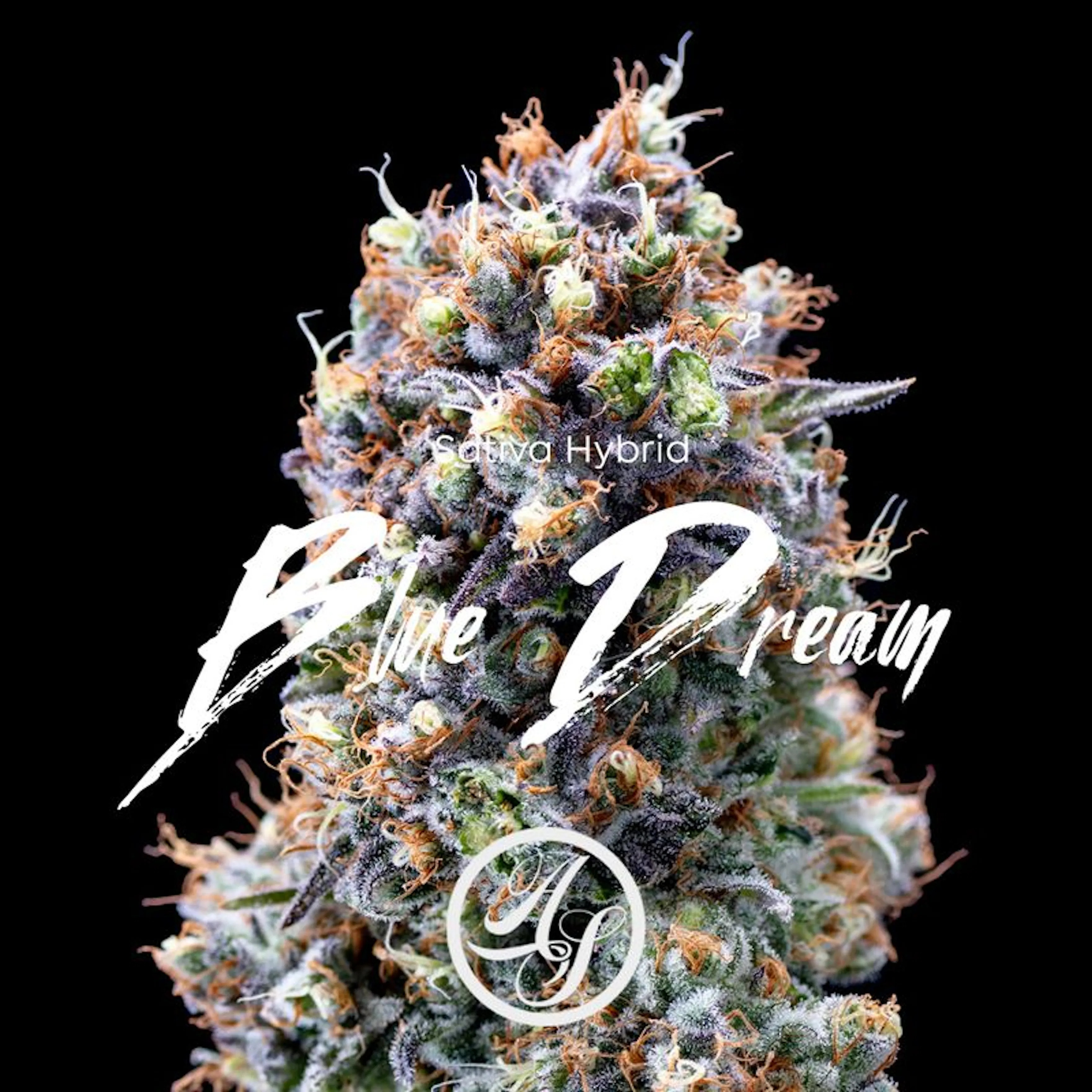 Photograph of product: Blue Dream - 3.5g