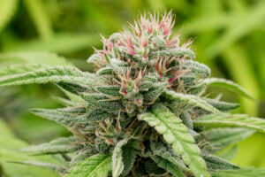 Photograph of product: Terpene Alchemy - Purple Papaya Runtz - Preroll