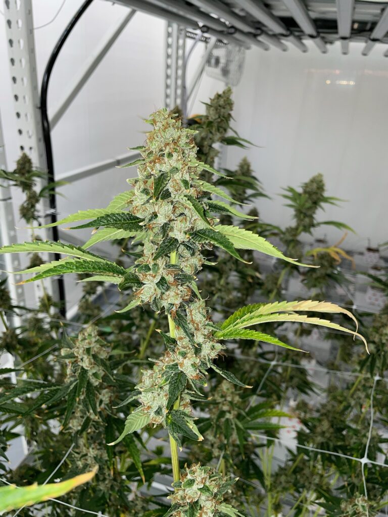 Photograph of product: Sour Diesel Smalls - 7g