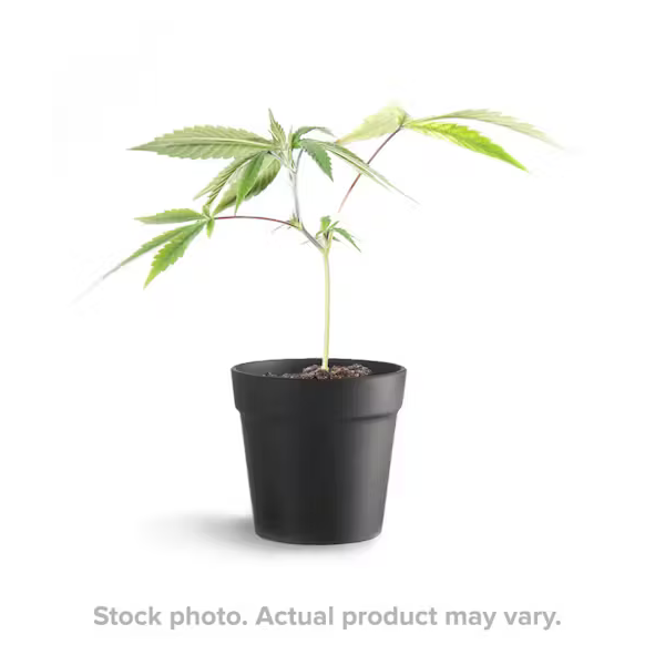 Photograph of product: Bald Peak - BLUEBERRY OCTANE - Clone - I