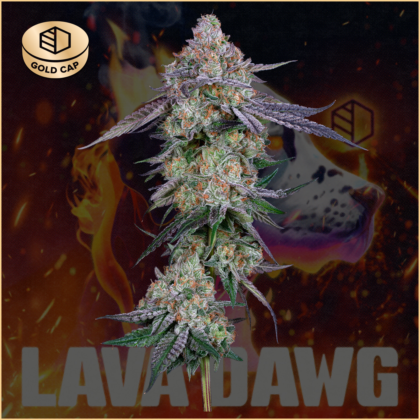 Photograph of product: Lava Dawg Buds | 3.5g | Gold Cap