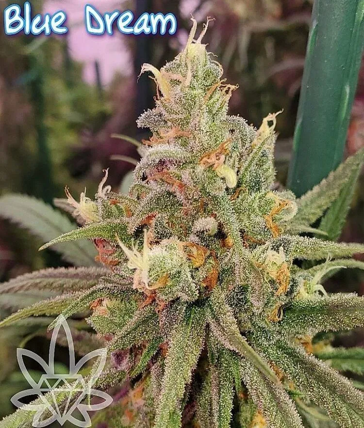 Photograph of product: Blue Dream (DOH) - 7g