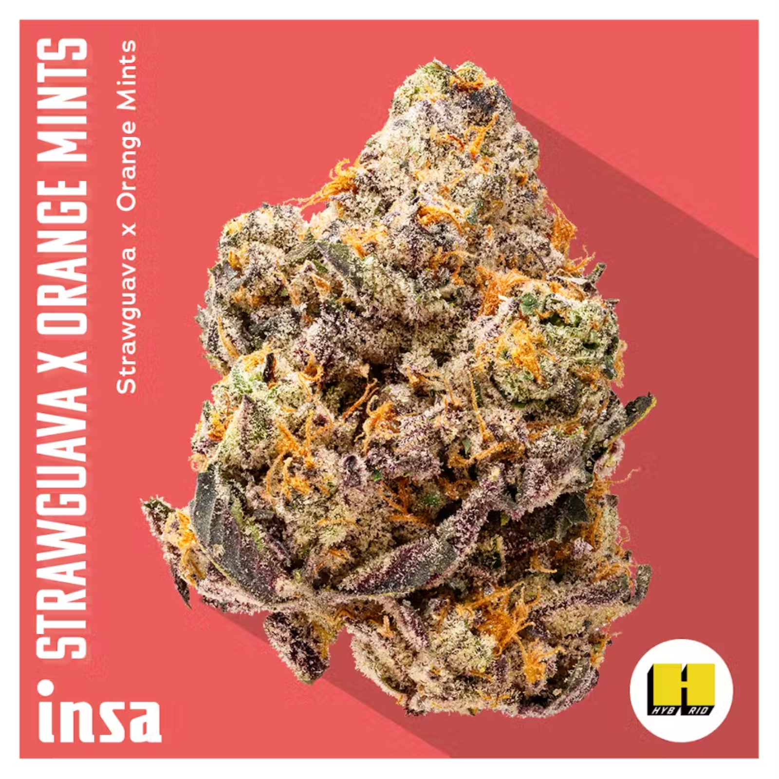 Photograph of product: 3.5g | Strawguava x Orange Mints | INSA
