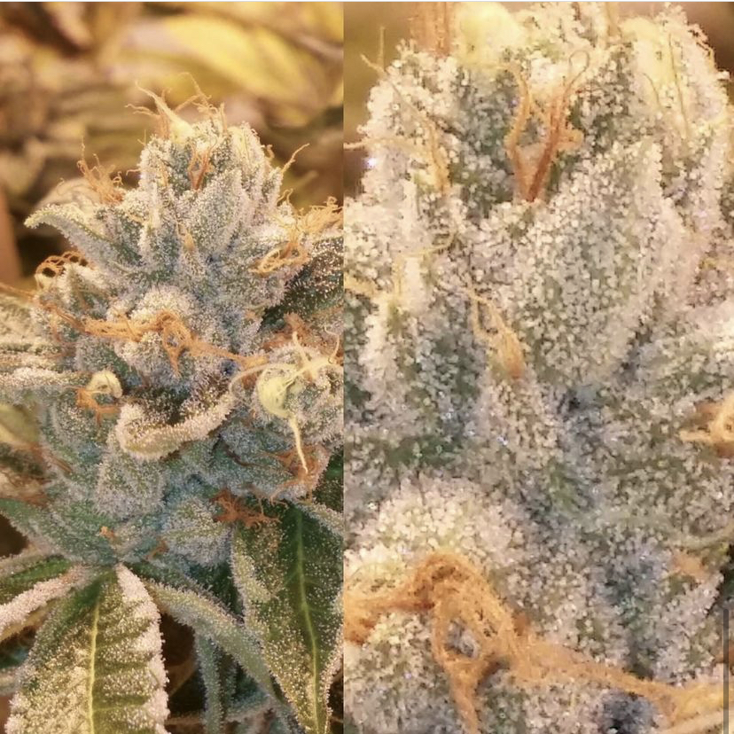 Photograph of product: Pure Kush 1/8 Prepack - 28g