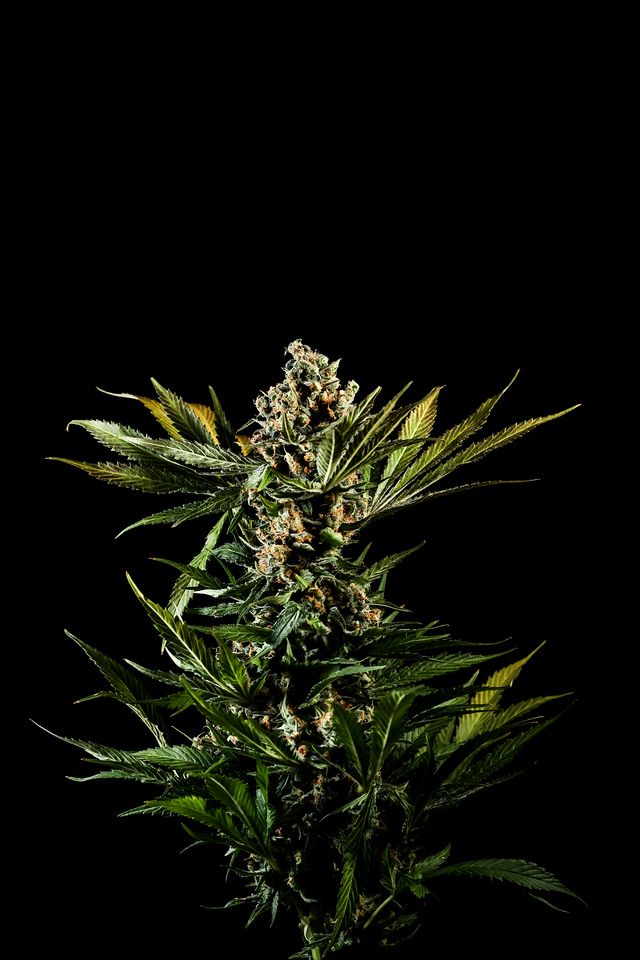 Photograph of product: BOLD | Green Crack | Flower | 3.5g