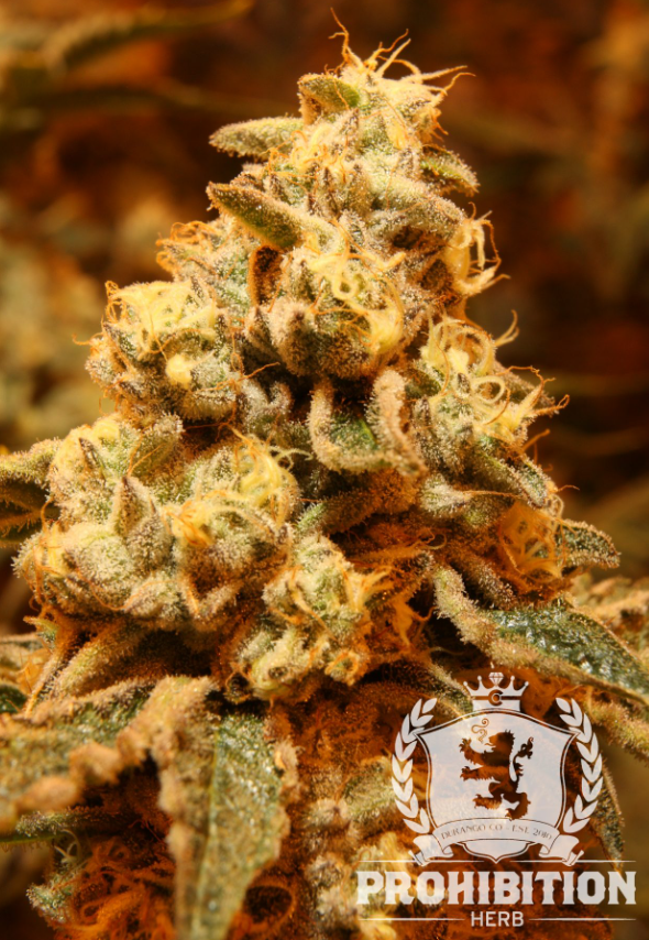 Photograph of product: Prohibition Herb - Wedding Cake (I) - Prepack - 7g