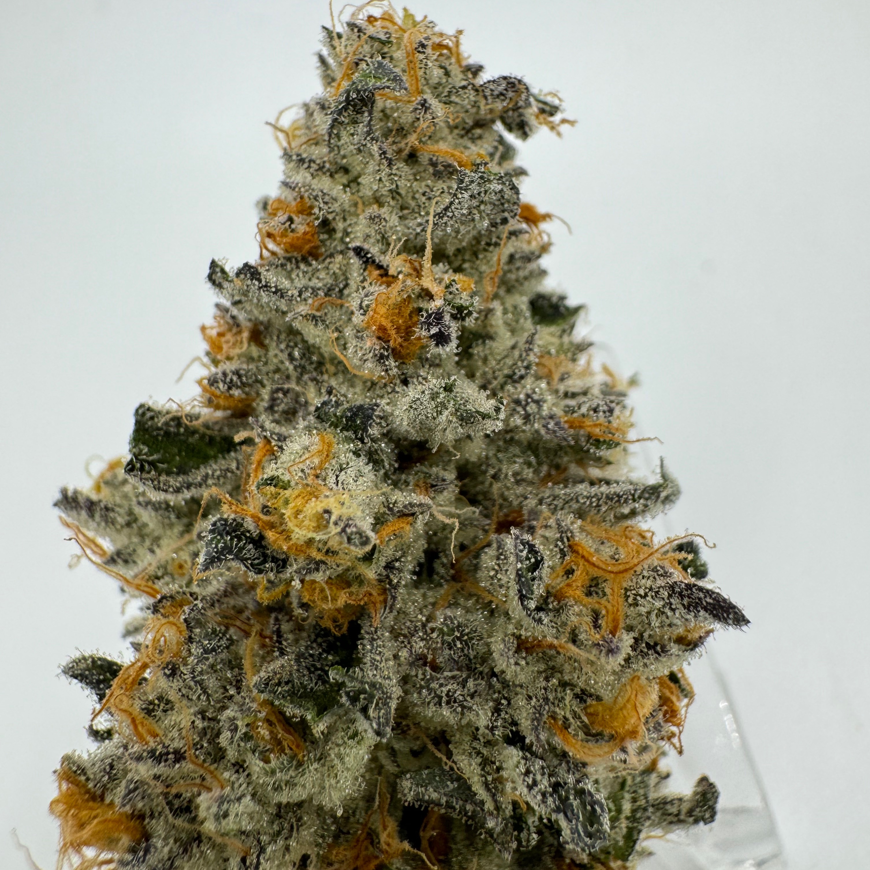 Photograph of product: Dirty Bananas | Buds | 23.38% | Oui'd Hybrid - 28g