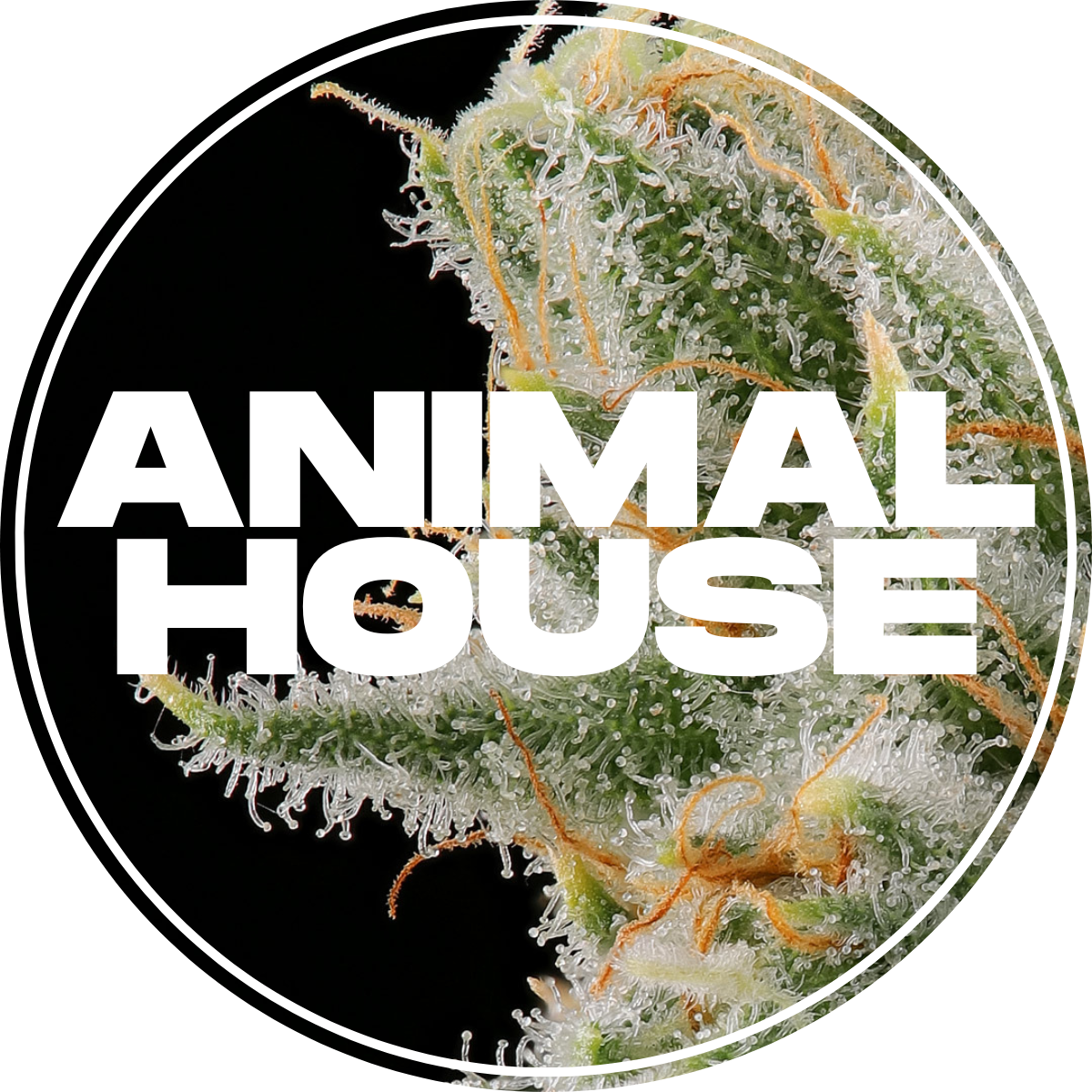 Photograph of product: Animal House | Governmint Oasis | 5g | Flower