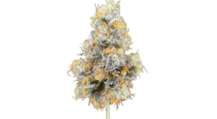 Photograph of product: Dreamz - Prepack Flower Platinum - - Gary Payton - 1g