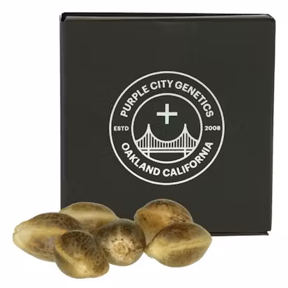 Photograph of product: PCG - 6pk Fem - Bento Box