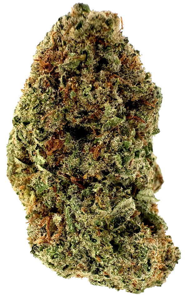 Photograph of product: Gold Standard | Cromagnon Man | 7G