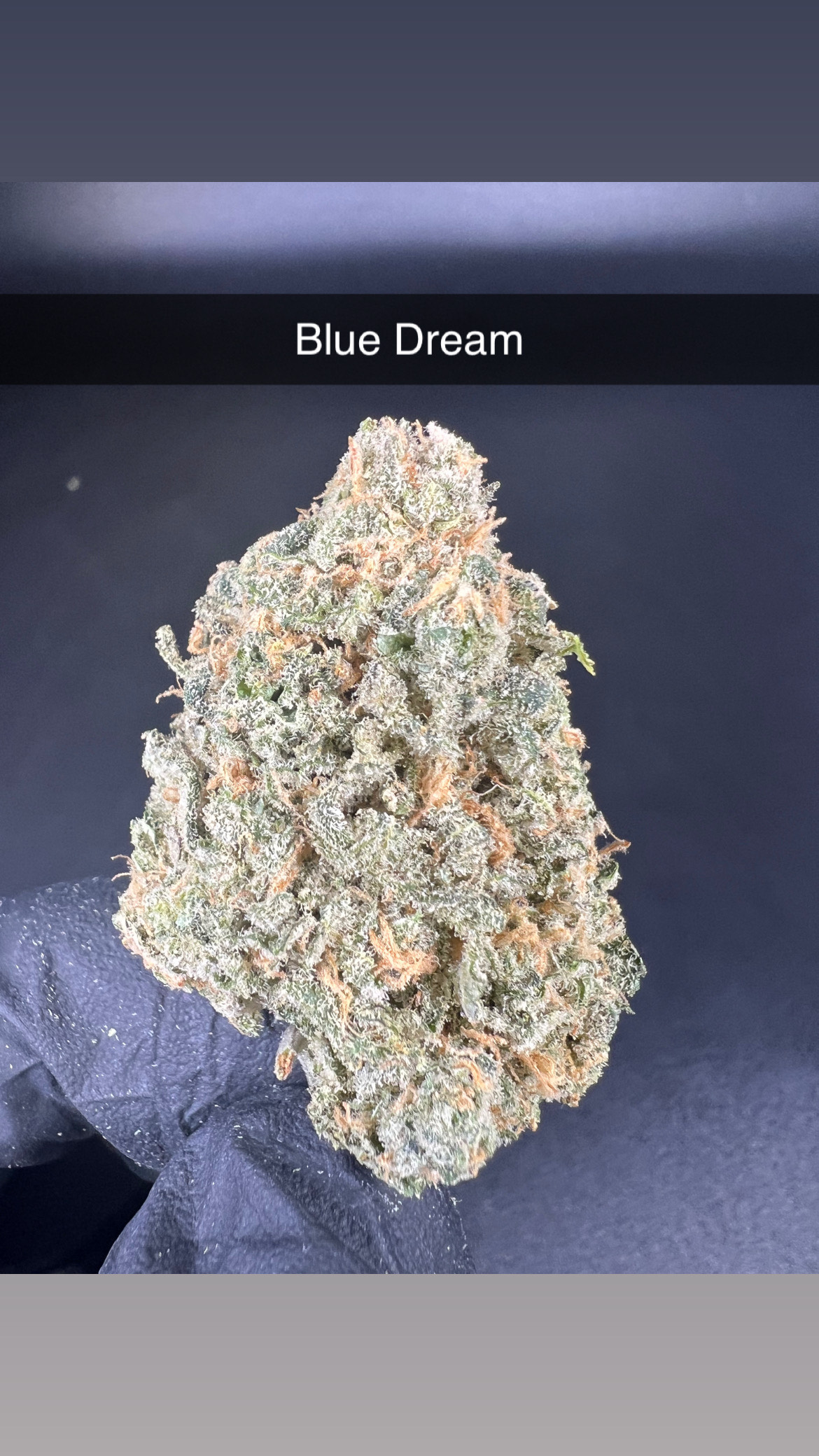 Photograph of product: Blue Dream - Flower - Hybrid - 28g