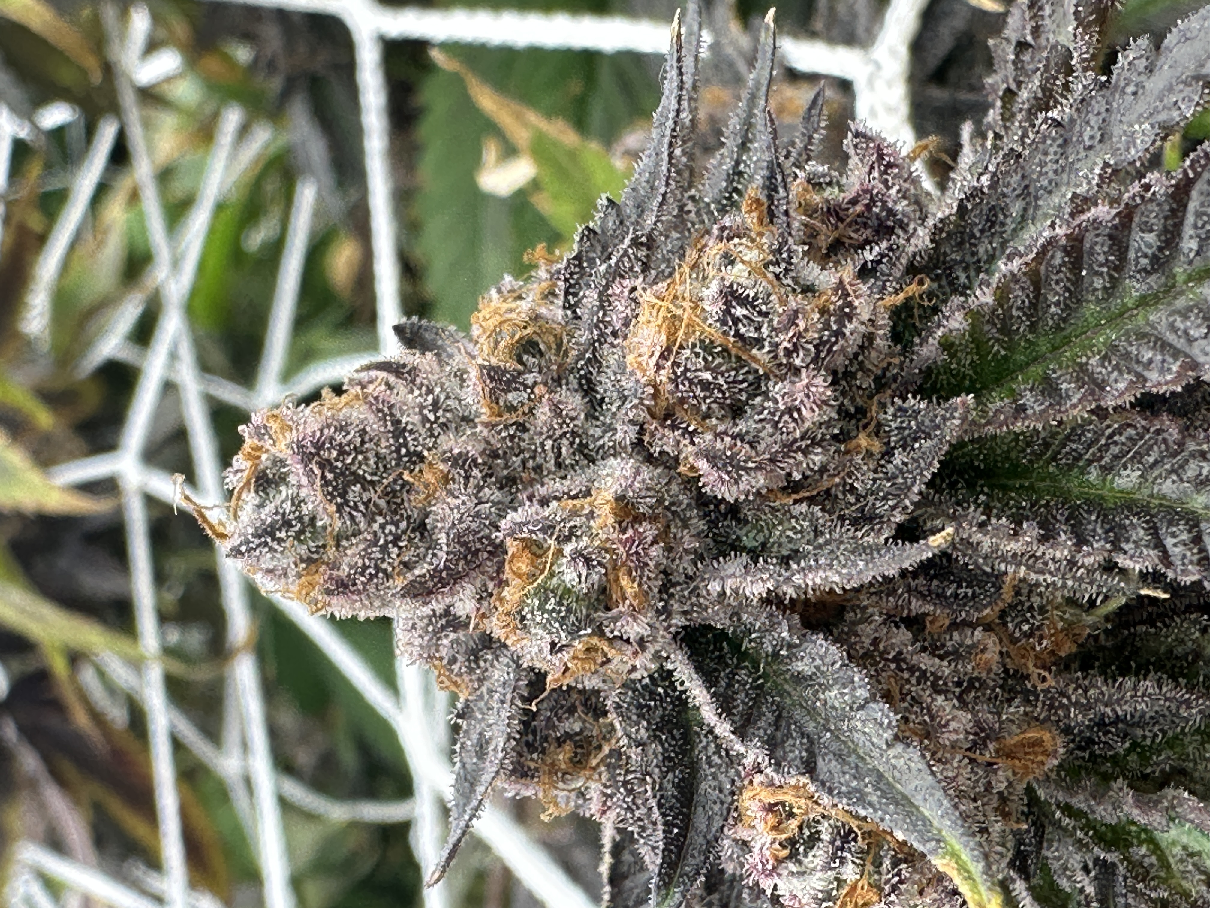 Photograph of product: GLD II SLP Prerolls 5pk