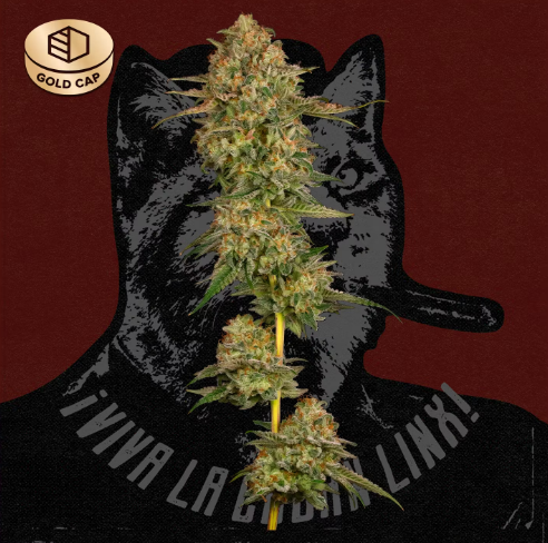 Photograph of product: CommCann Cuban Linx (H) Flower 3.5g