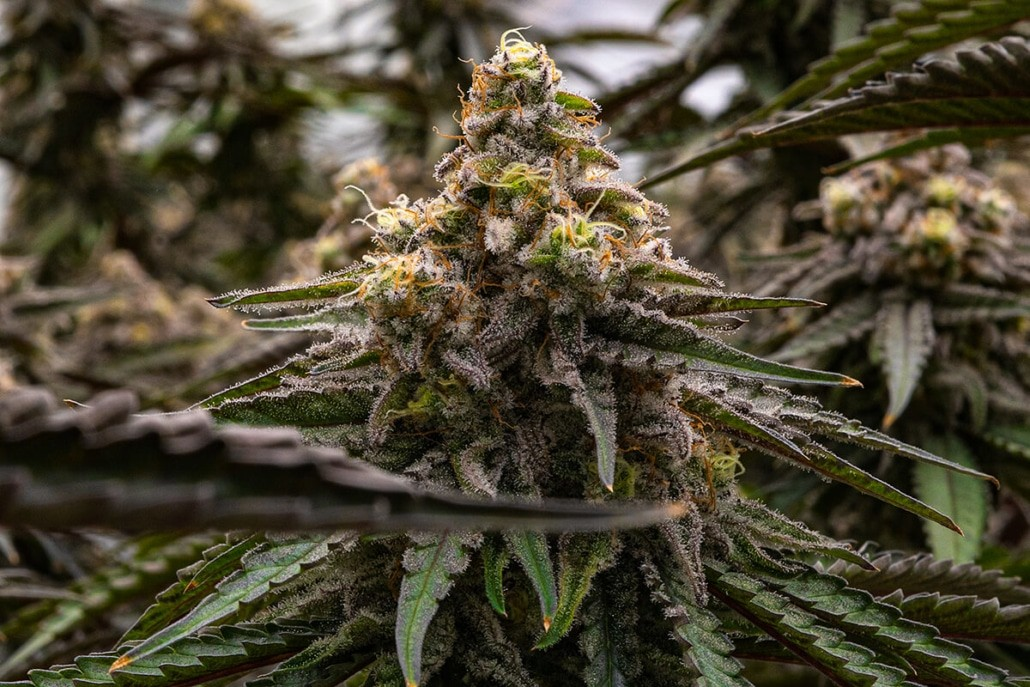 Photograph of product: MAC Truck - 7g Flower