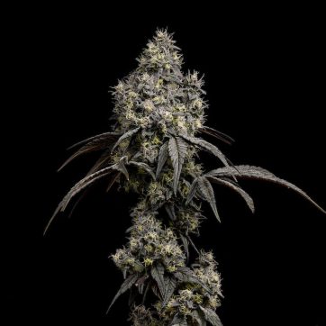 Photograph of product: Gush Mints | 3.5g