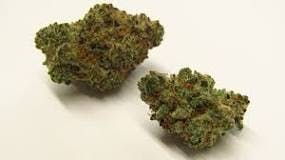 Photograph of product: SEED & SMITH - MAI TAI - PLATINUM TIER BUD