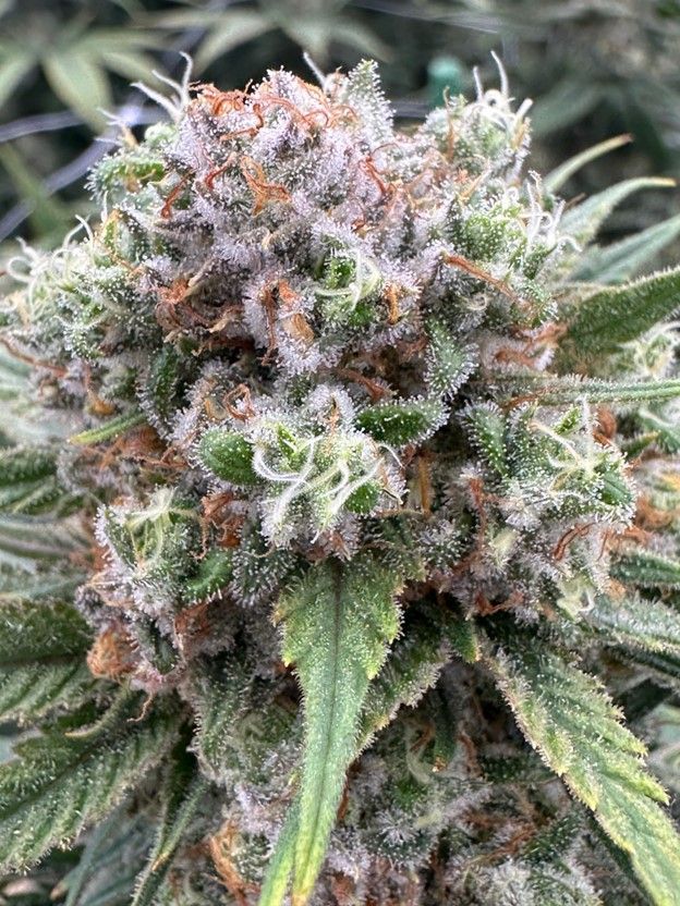 Photograph of product: Grizzly Goo - 3.5g