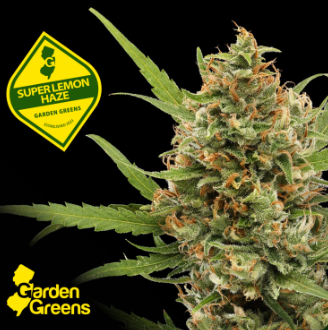 Photograph of product: Garden Greens | Super Lemon Haze - 3.5g