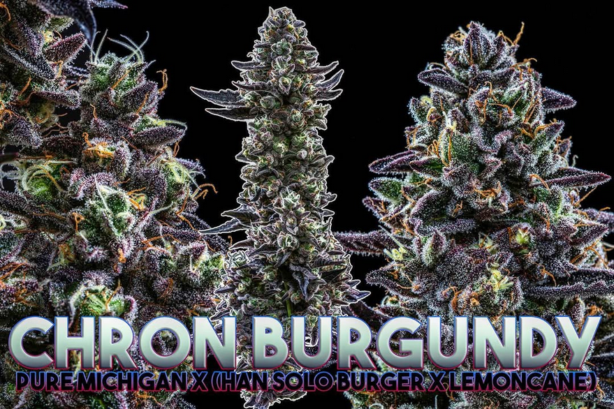 Photograph of product: Chron Burgundy** - 28g