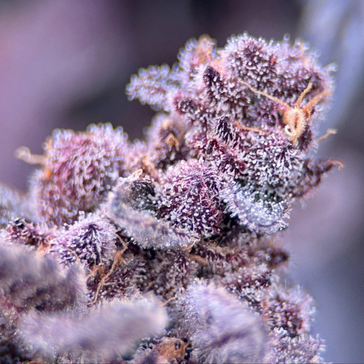 Photograph of product: Grapes & Cream - 3.5g