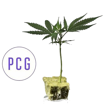 Photograph of product: MADD FRUIT - CLONE