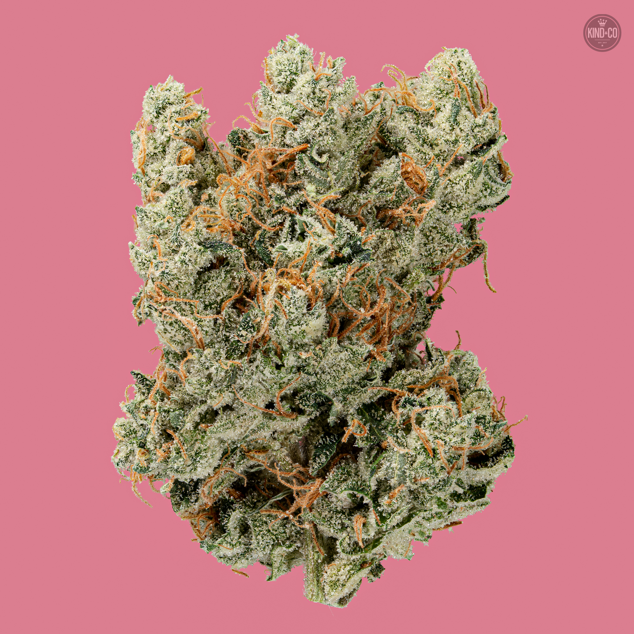 Photograph of product: Kind & Co // Maui Skunkdog x Sour D - 28g