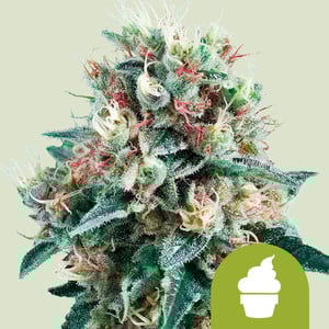 Photograph of product: RQS | IGrowcan- Royal Creamatic Autoflower