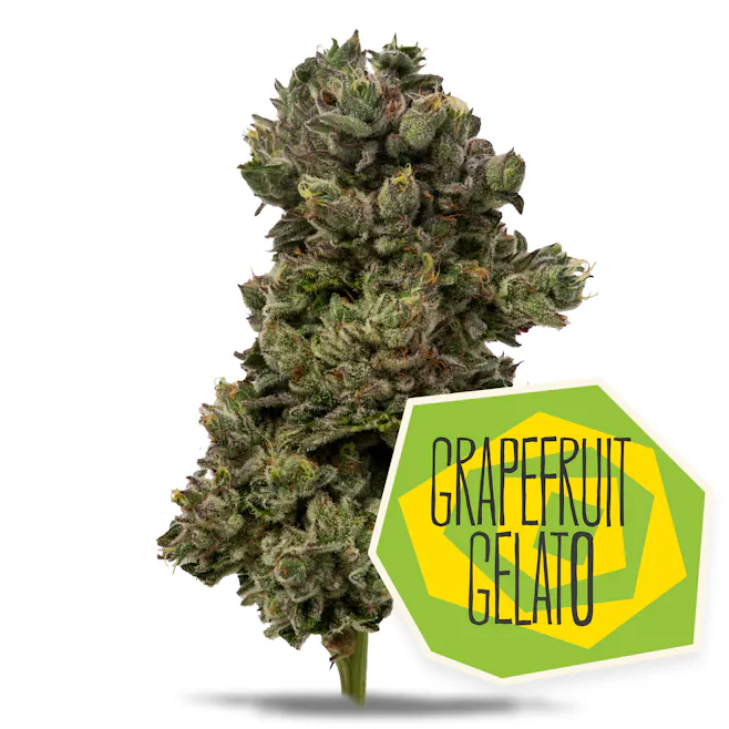 Photograph of product: Grapefruit Gelato - ["3.5g"]