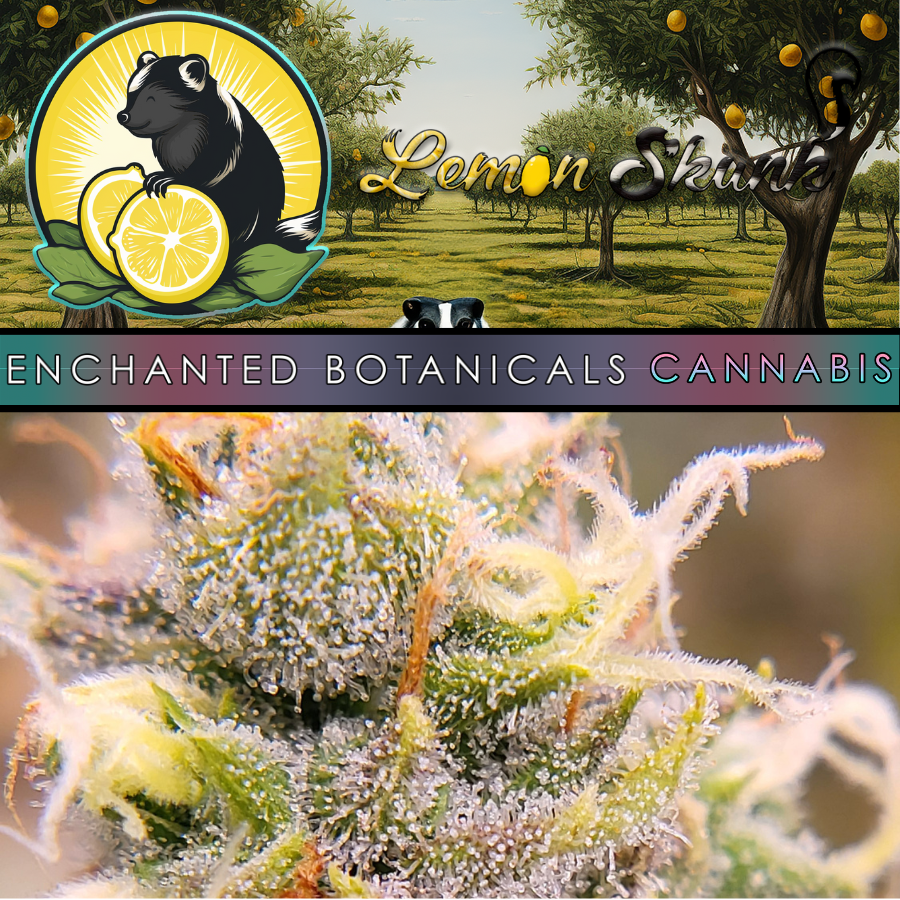 Photograph of product: Flower - Lemon Skunk - Oui'd - 28g