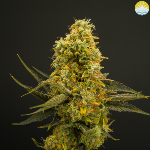 Photograph of product: Mandarin Zkittlez - 3.5g