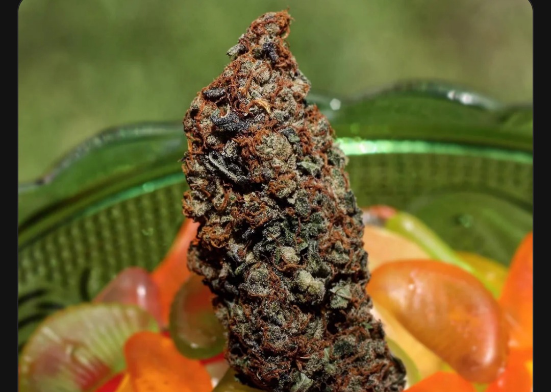 Photograph of Product: Miami Mango - 8th - Wild Cherry - BIGS - 3.5g