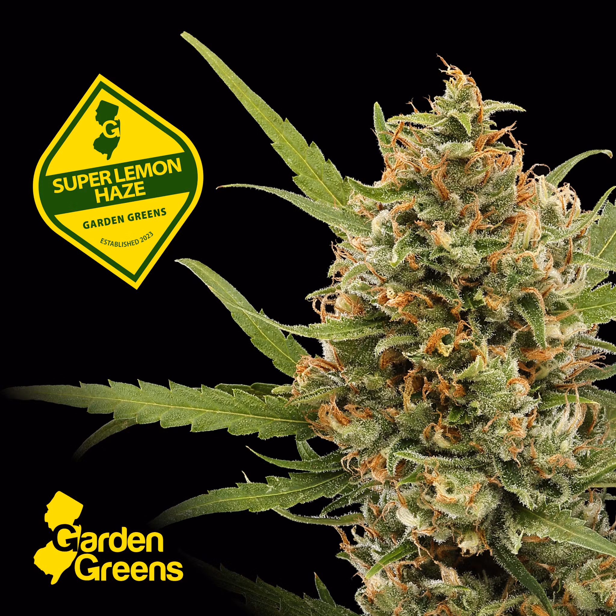 Photograph of product: Garden Greens | Super Lemon Haze | Big Buds | 7g