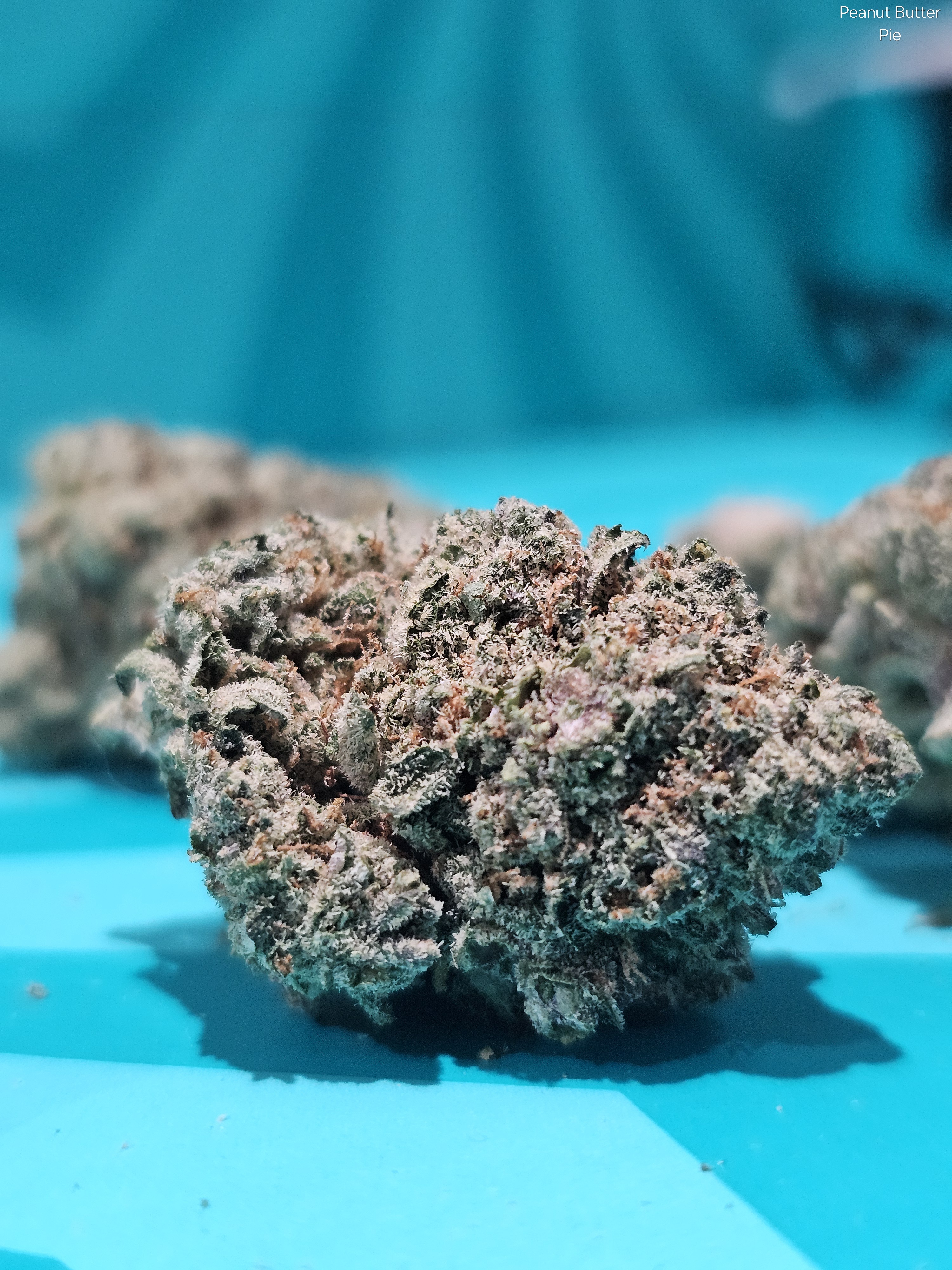 Photograph of product: Flower | REC - Peanut Butter Pie - 28g