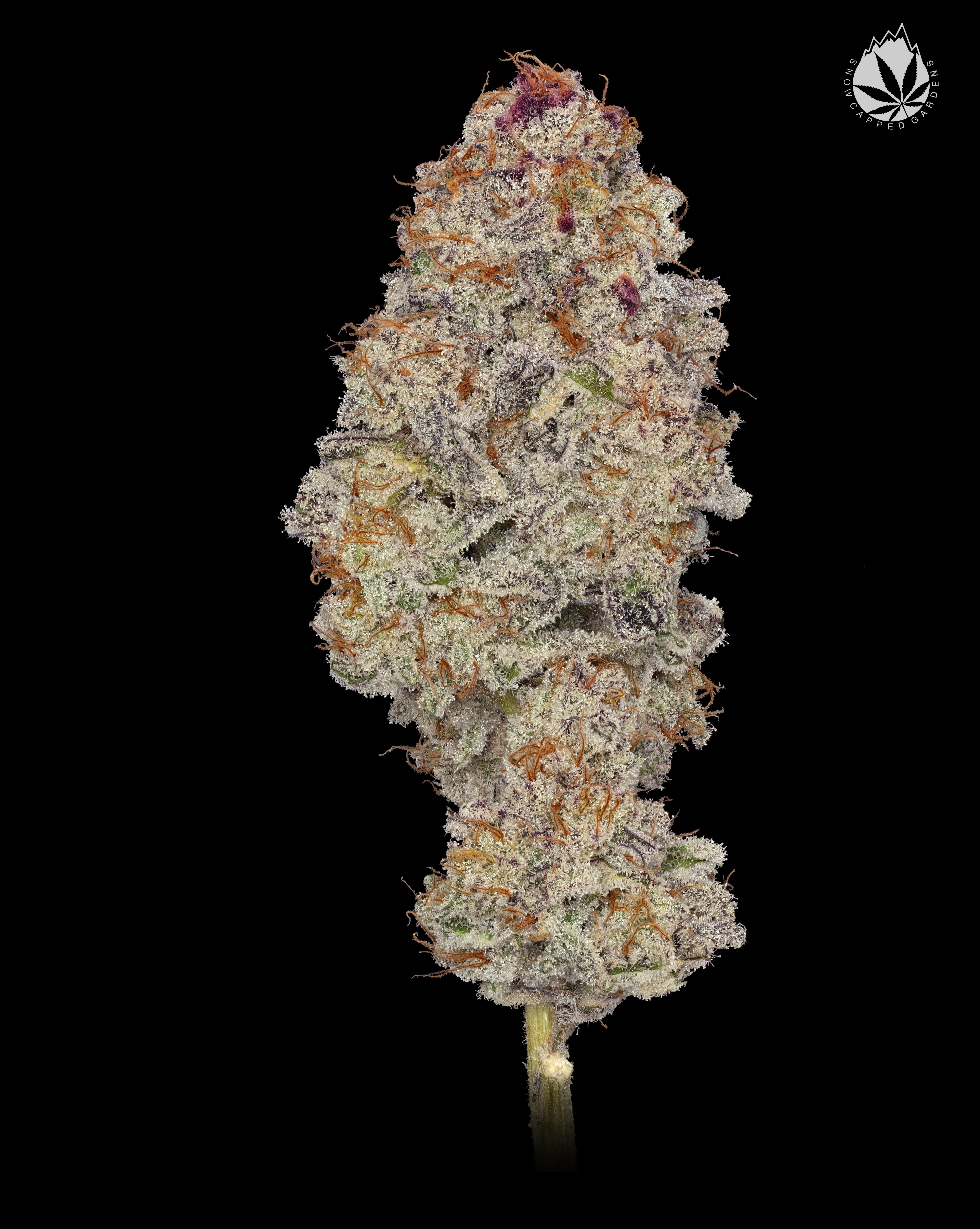 Photograph of product: Deli Flower Bobs Cheddar - 2g