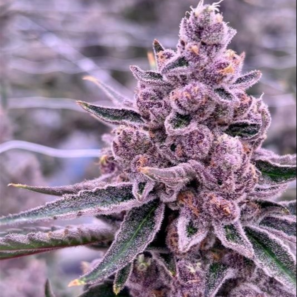 Photograph of Product: Super Boof Buds | 3.5g
