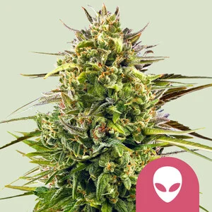 Photograph of product: RQS | Alien OG Feminized Seeds | 3pk