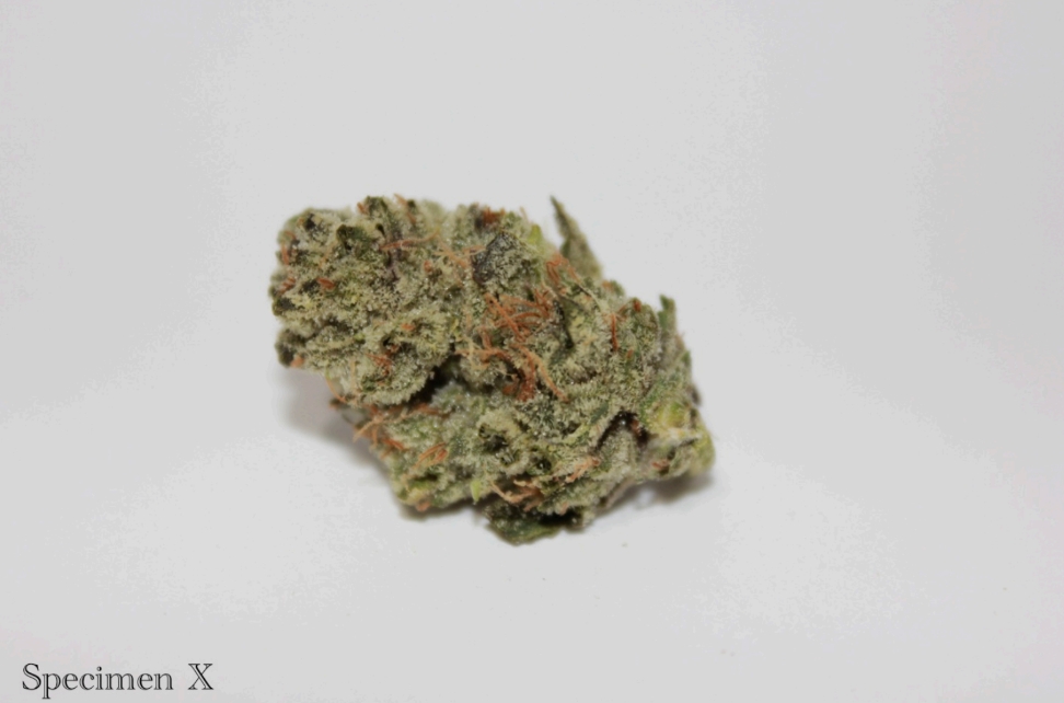 Photograph of product: Roemer Farms - Specimen X - Flower - 3.5g