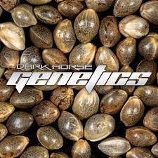 Photograph of product: Dark Horse Genetics | Seeds | The Pedigree | 6pk