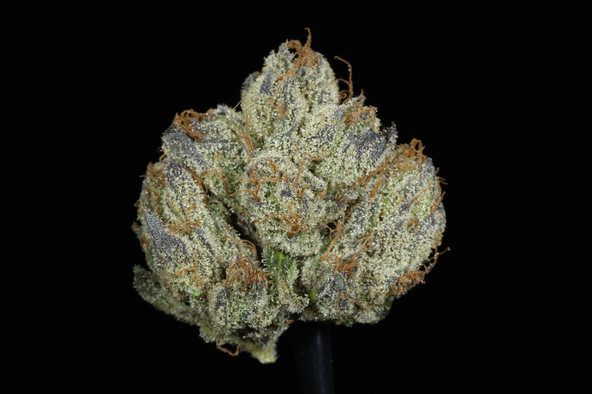 Photograph of product: Sugar Cookies Flower (26.47% TH-oui)