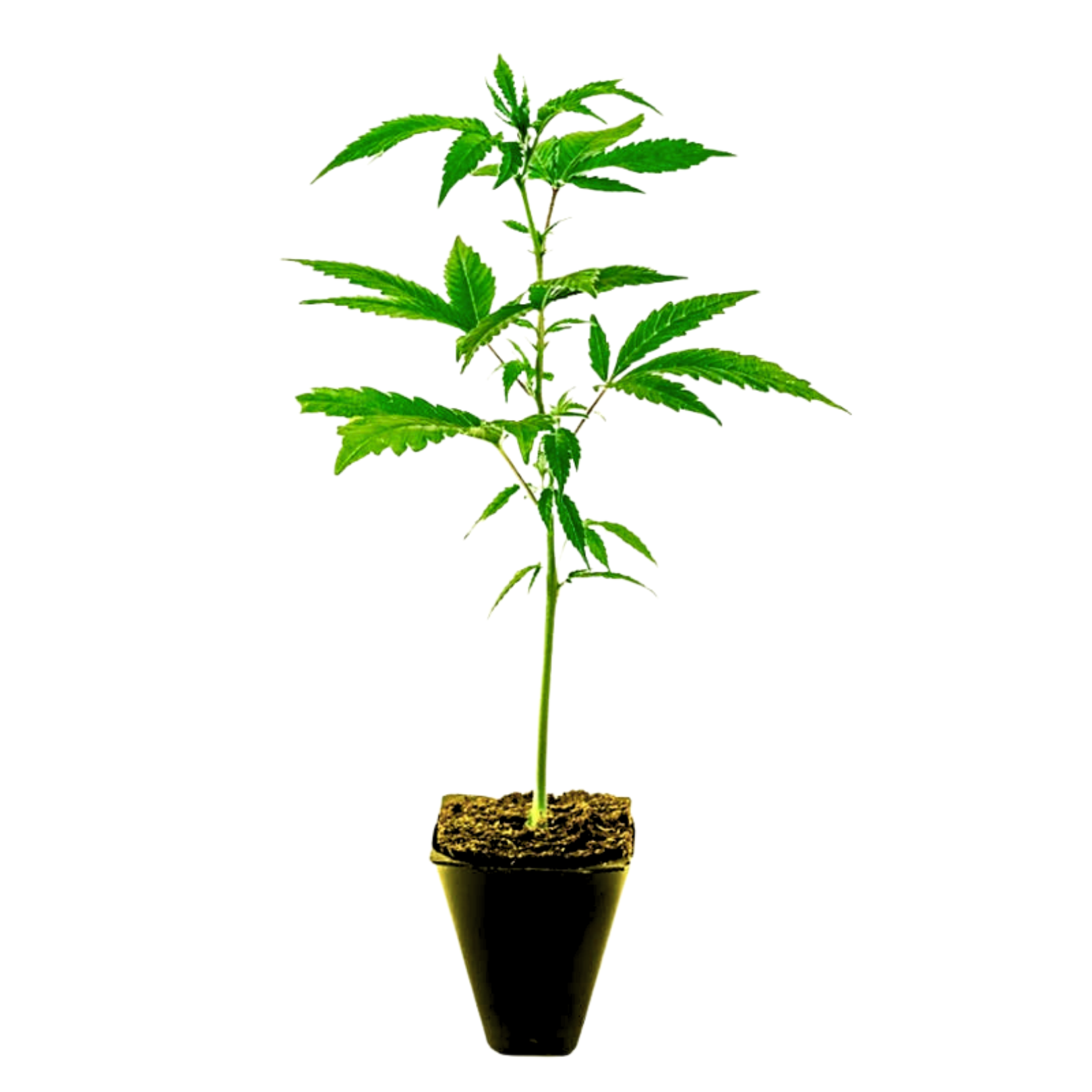 Photograph of Product: HYPE KING