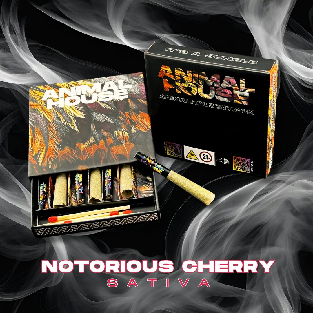 Photograph of product: Infused | Notorious Cherry | 3.5g | 7pk