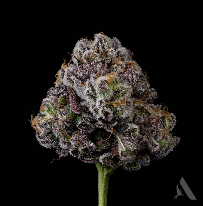 Photograph of product: Sunshine Daydream | Pre-Pack | 3.5g | 00606