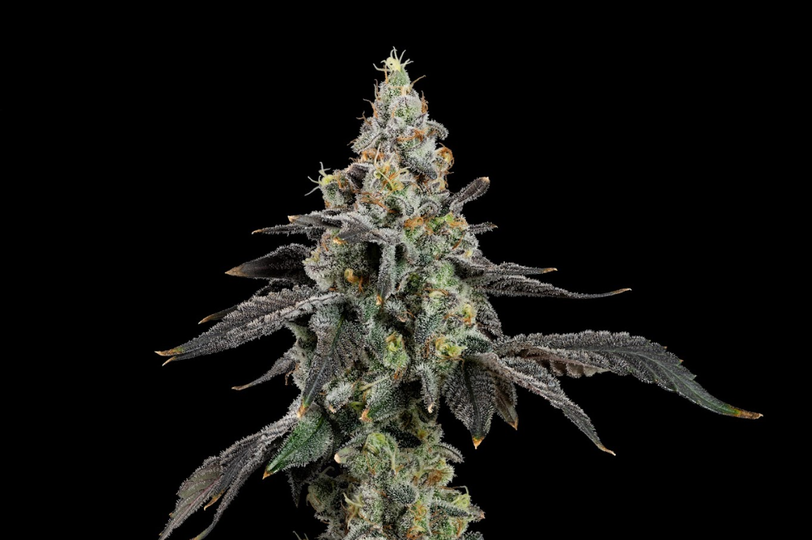 Photograph of product: Space Runtz - 3.5g